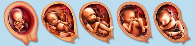 Hafta Hafta Hamilelik - Tüm Haftaların Özeti